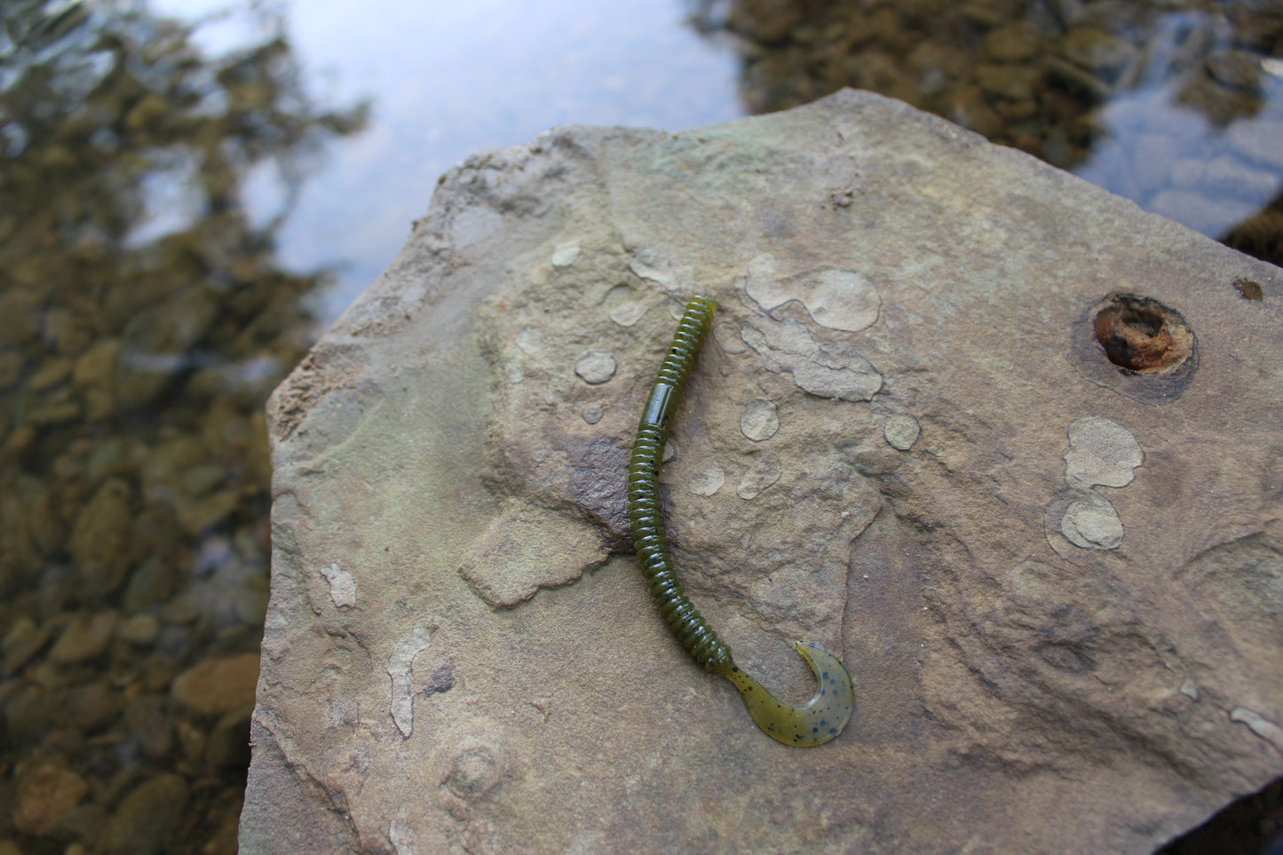 4.5" Curly Tail (Pack of 8)