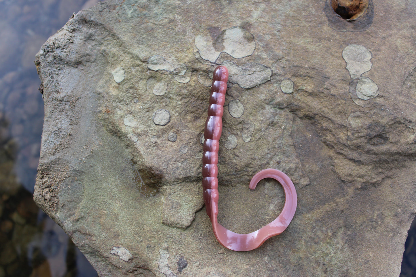 7.5" Legend Worm (Pack of 6)