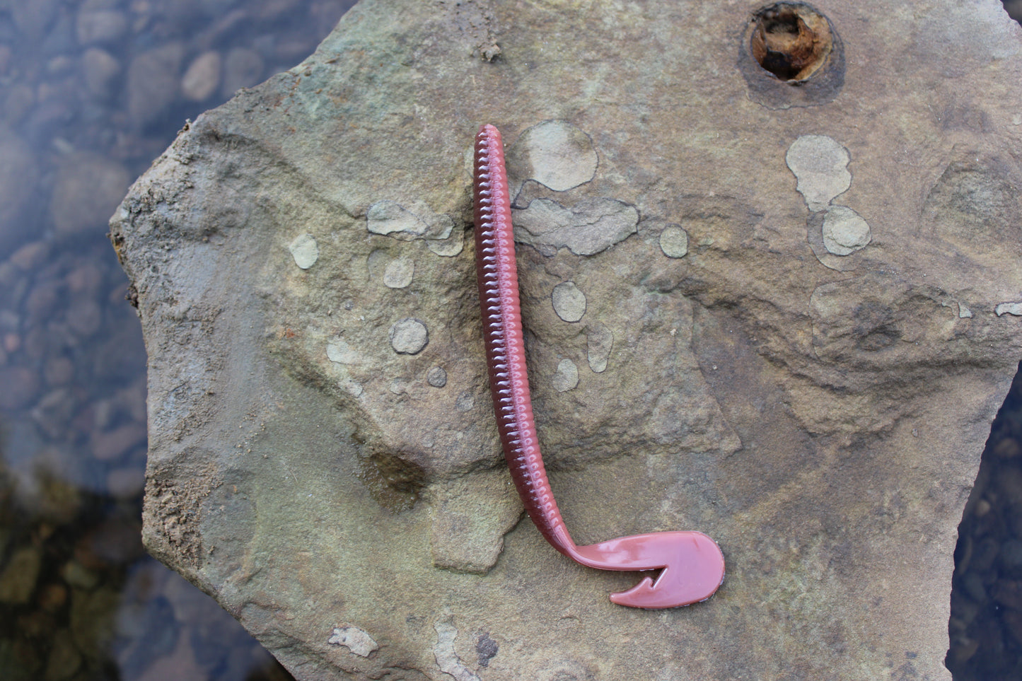 5.75" Assault Worm (Pack of 6)
