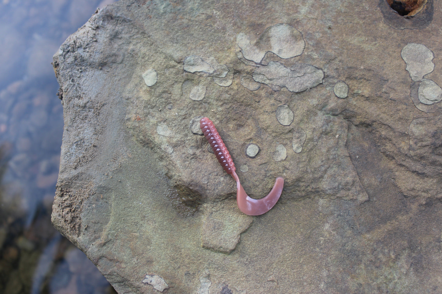 2" Grub (Pack of 10)