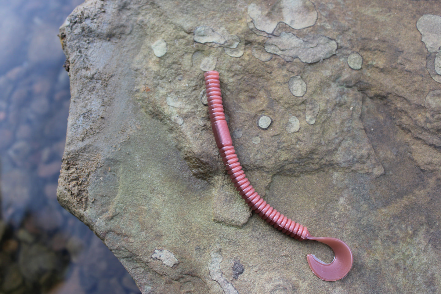4.5" Curly Tail (Pack of 8)