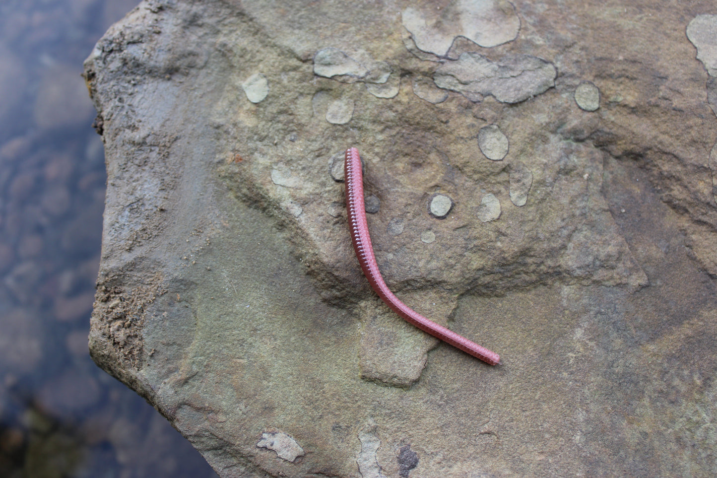 Trout Worm (Pack of 12)