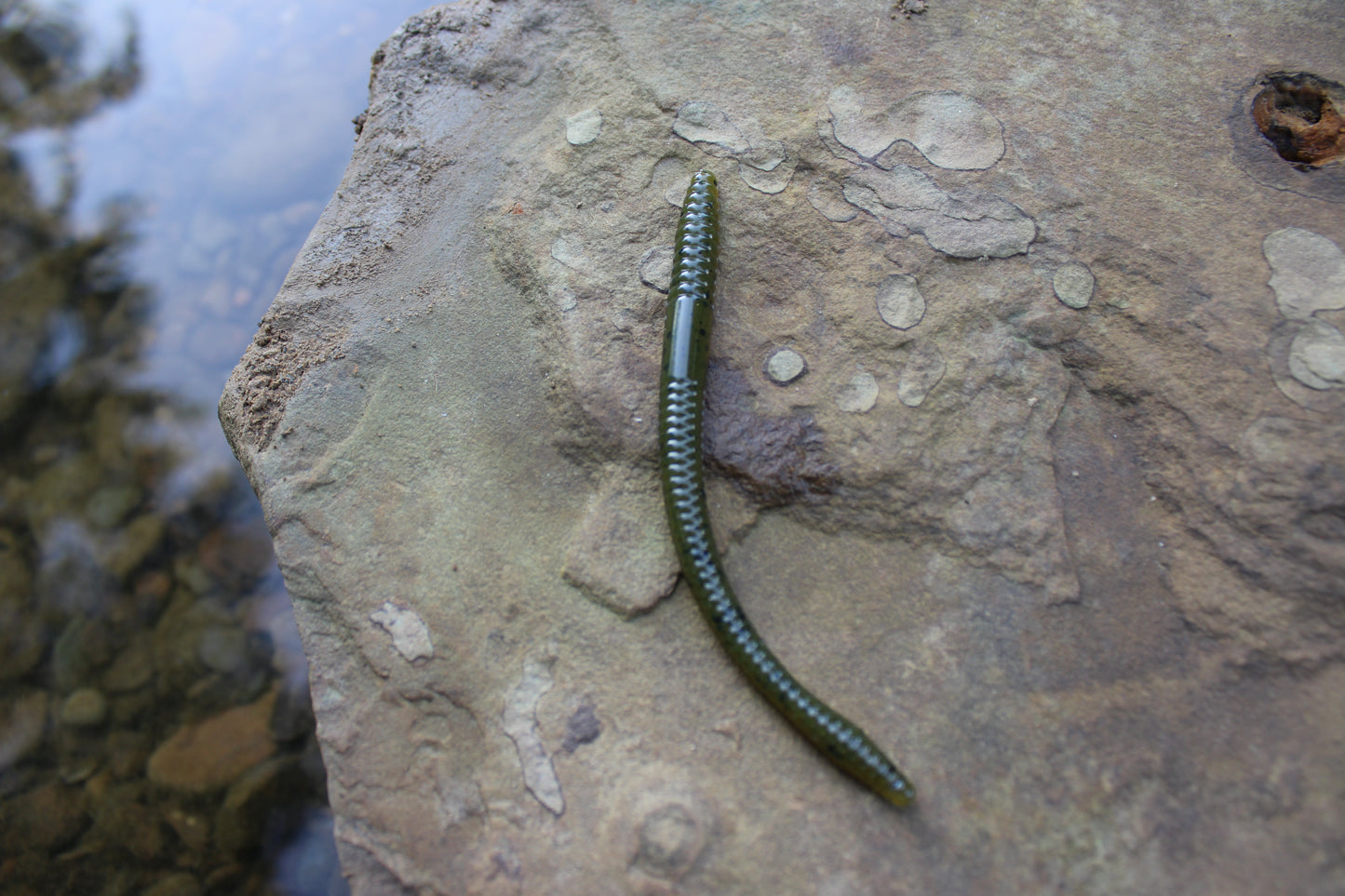 4.75" Finesse Worm (Pack of 8)