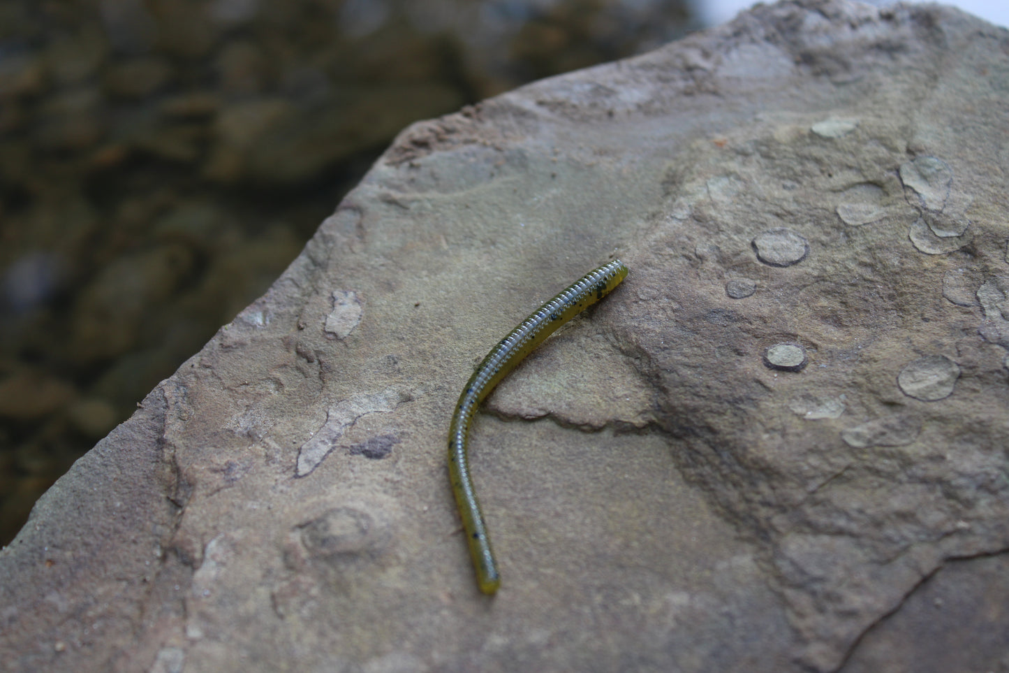 Trout Worm (Pack of 12)