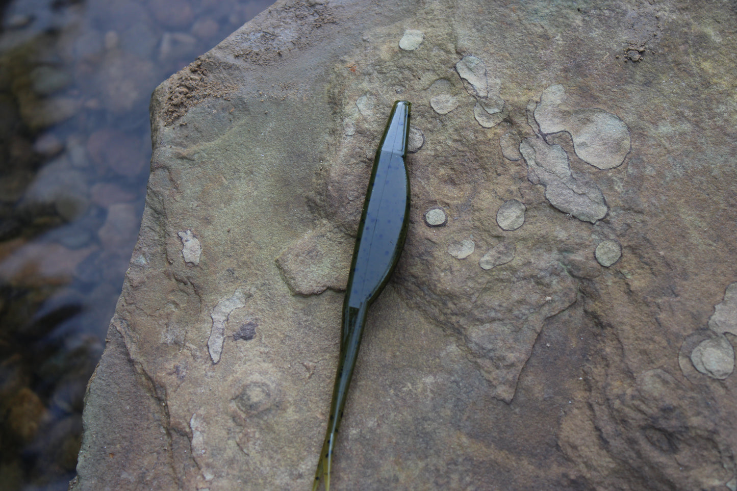 5" Fluke (Pack of 5)