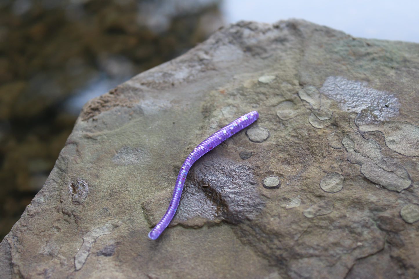 Trout Worm (Pack of 12)