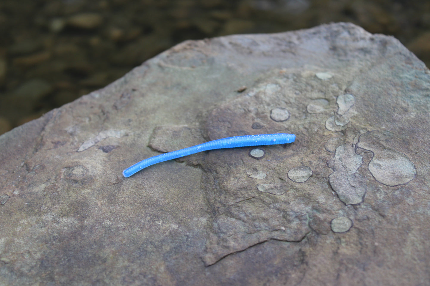 Trout Worm (Pack of 12)