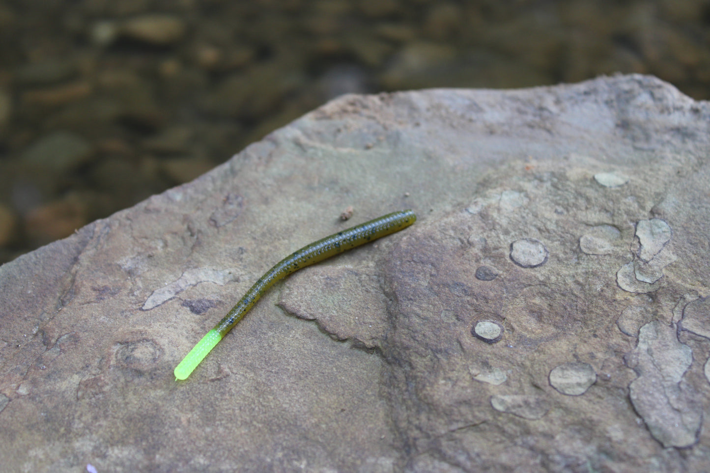 Trout Worm (Pack of 12)