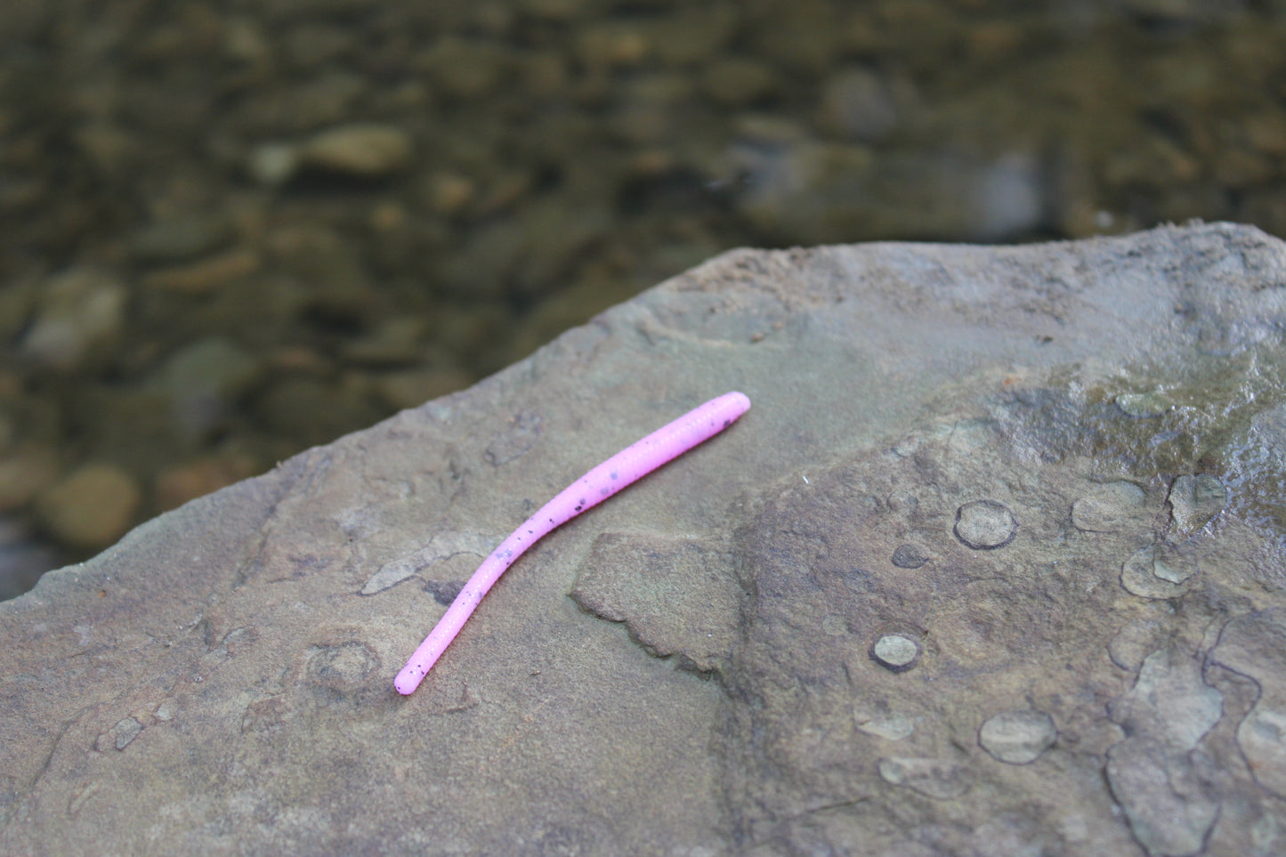 Trout Worm (Pack of 12)