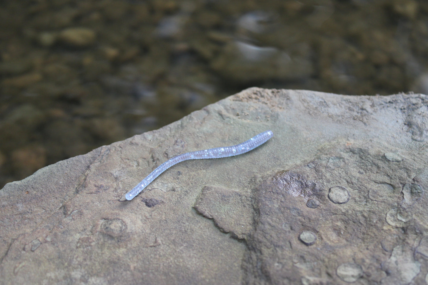 Trout Worm (Pack of 12)