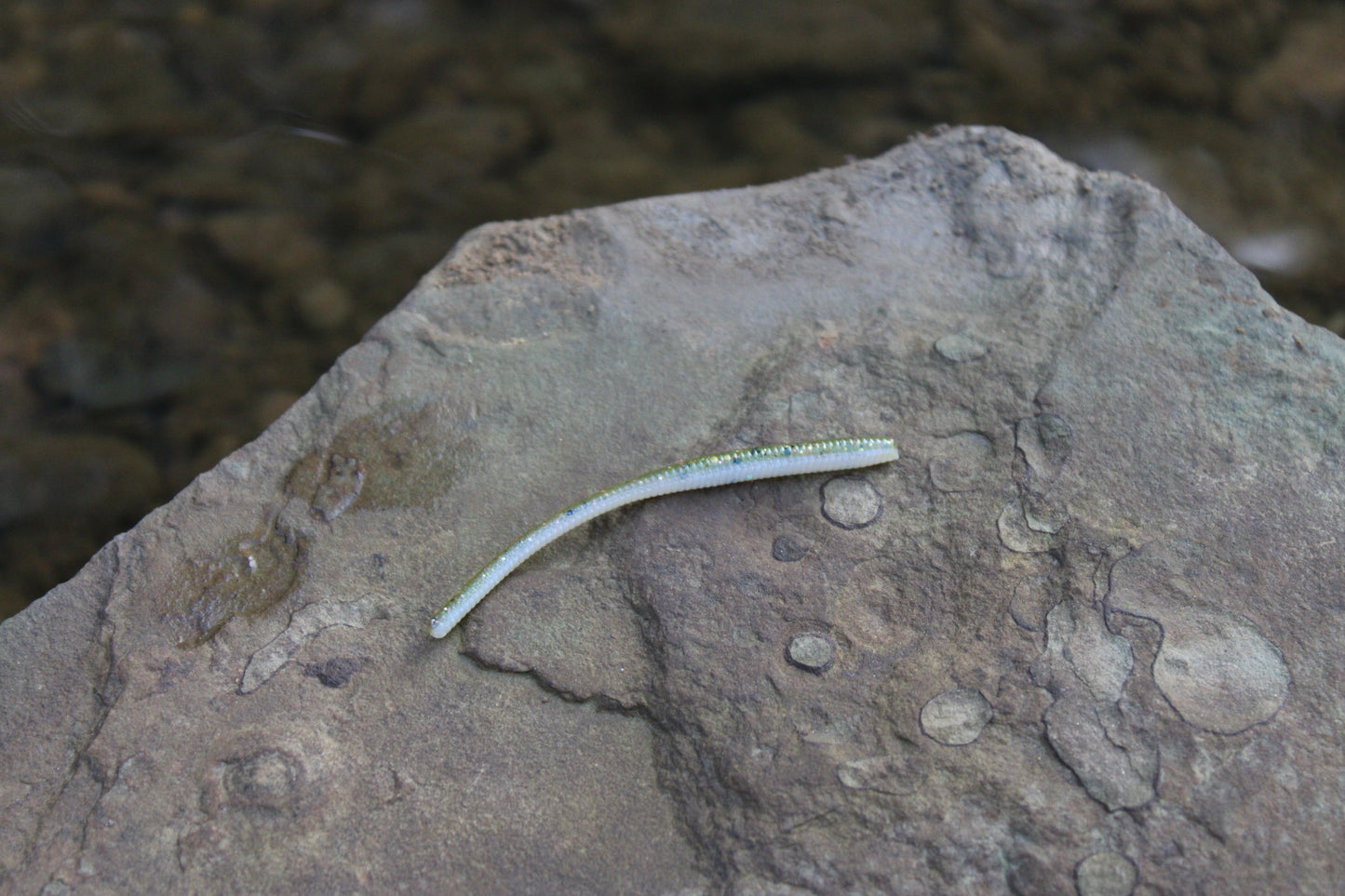 Trout Worm (Pack of 12)