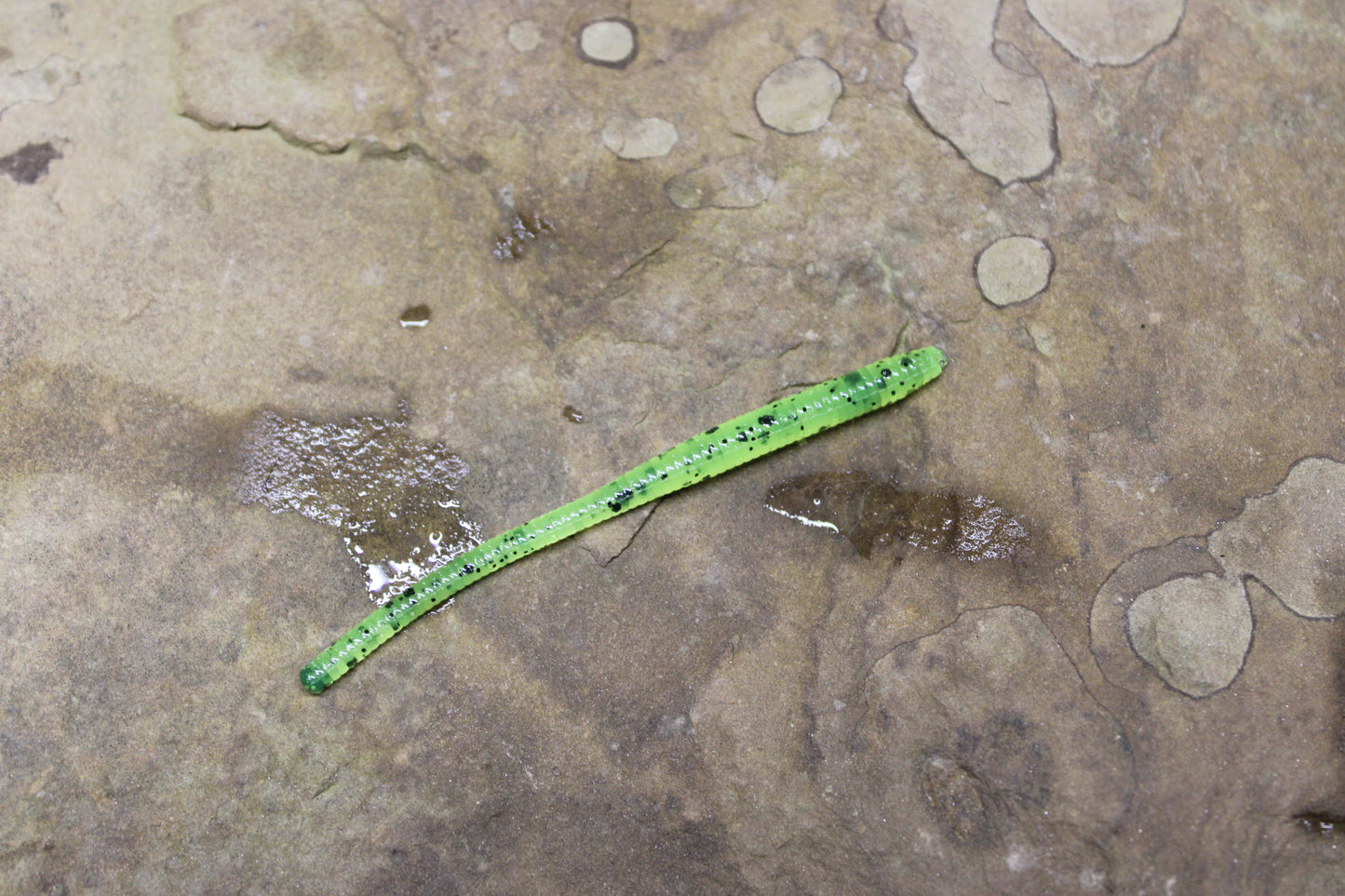 Trout Worm (Pack of 12)