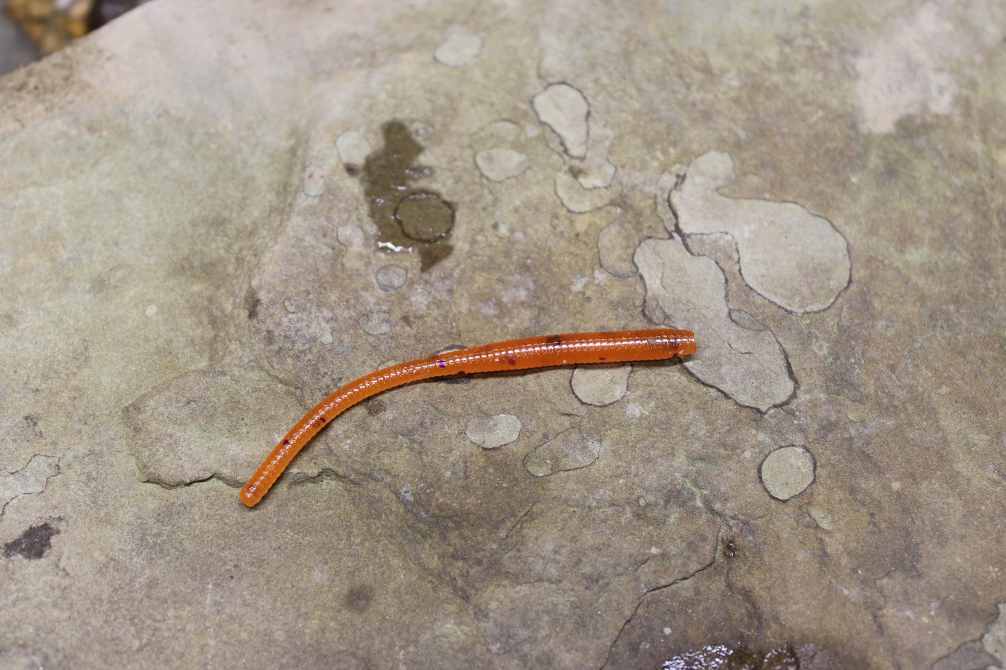 Trout Worm (Pack of 12)