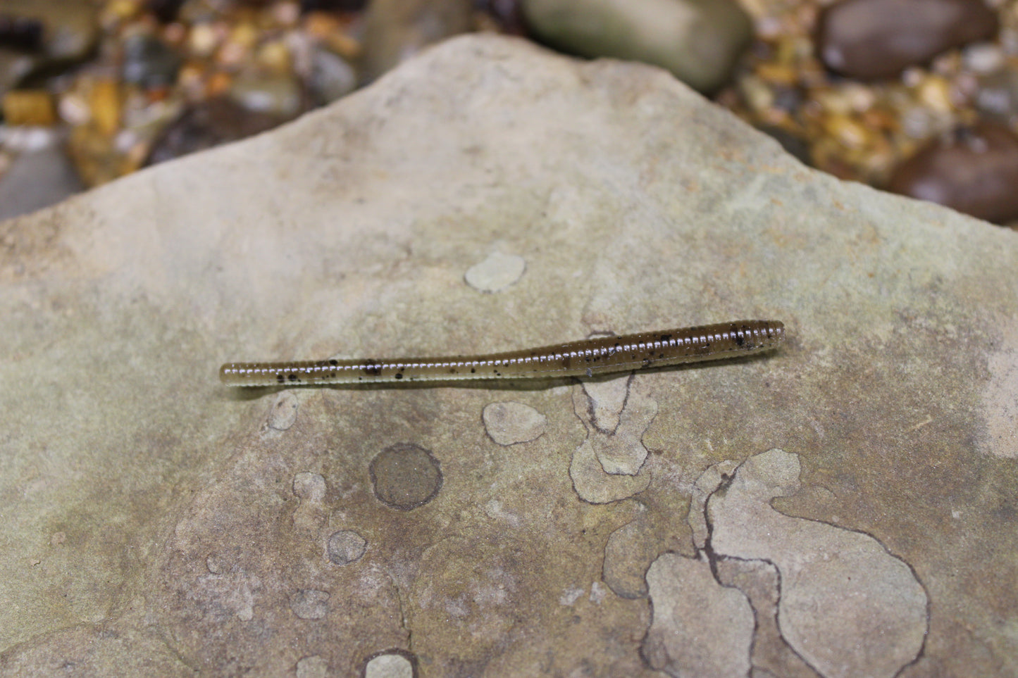 Trout Worm (Pack of 12)