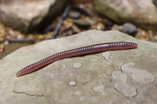 4.75" Finesse Worm (Pack of 8)