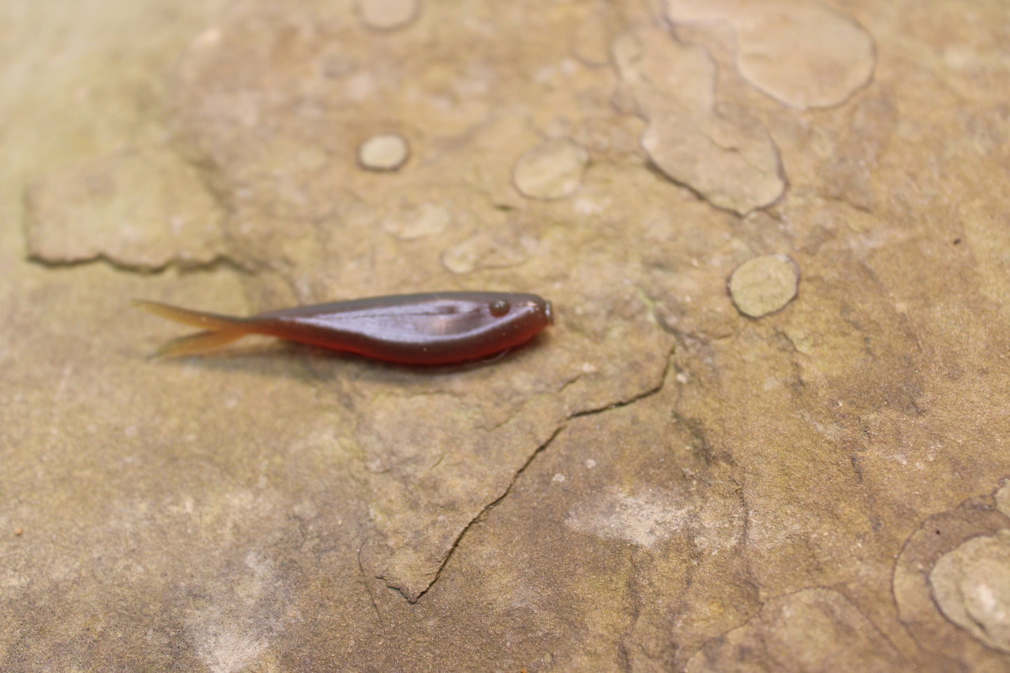 2" Fluke (Pack of 10)